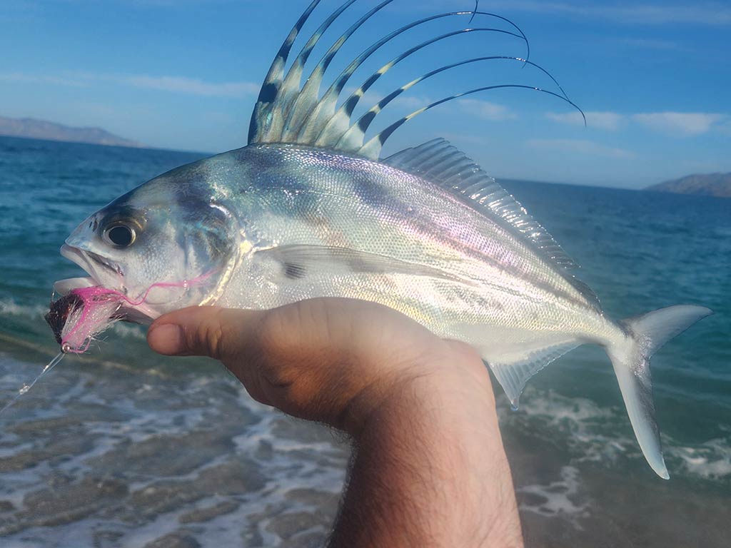 A closeup of a small Roosterfish being held in the palm of a hand with a lure still in its mouth with the water visible in the distance