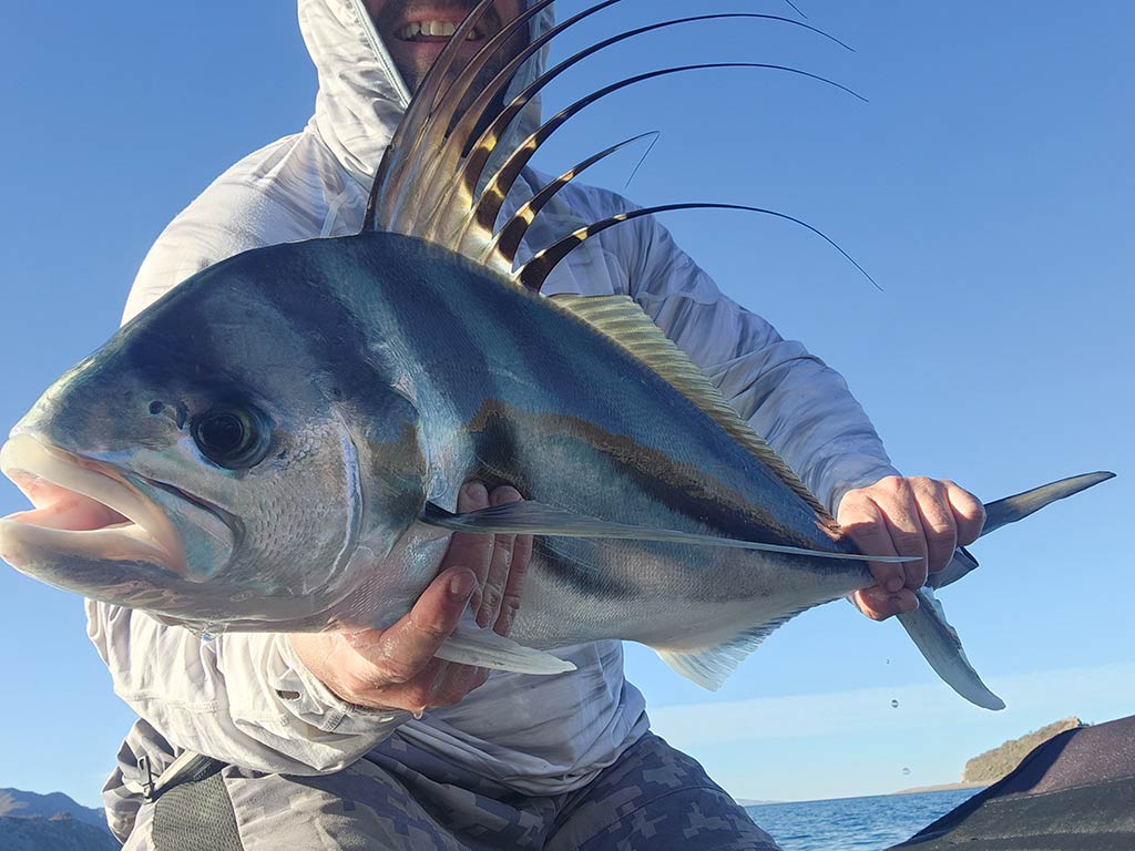 A closeup of a large Roosterfish being held by a man in a grey hoodie on a sunny day in Mexico