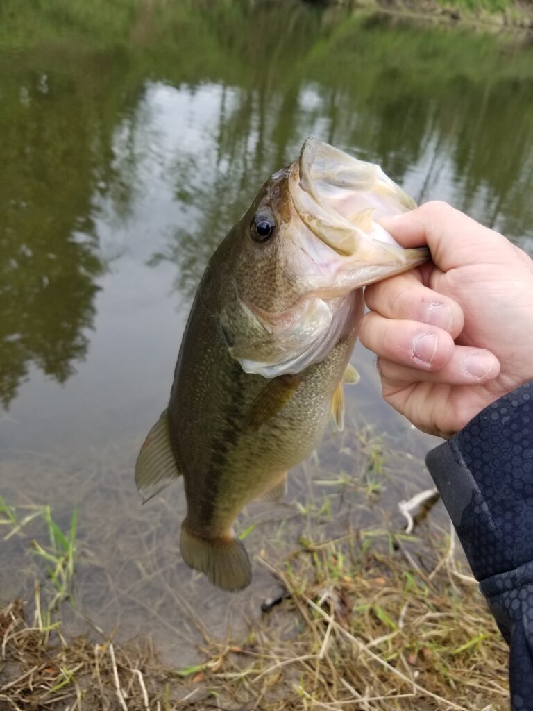 Local_lakes_bass_fishing_May'24