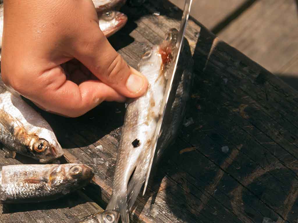 A closeup of a hand holding a sliced finger mullet, ready to be used as bait during a night fishing trip, with a couple of other mullets on the wooden table next to it