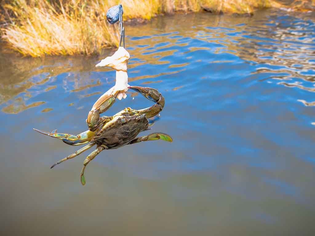 A crab being suspended mid-air from a fishing line, as it's being used as bait in an inshore fishing area