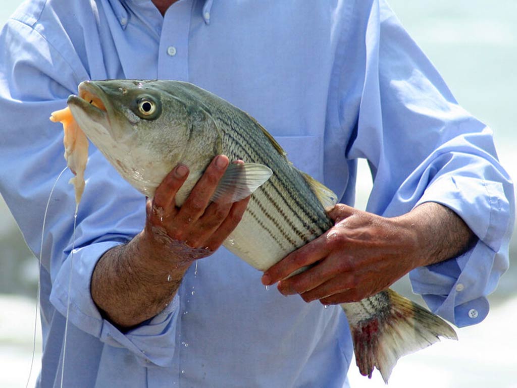 A Striped Bass held by an angler with squid hanging out of its mouth