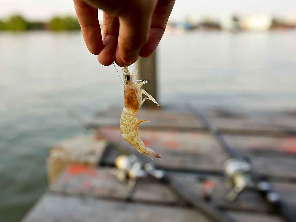 A closeup of a shrimp being held by the fingertips of an angler, preparing to use it as bait with a blurry wooden dock and two fishing rods visible in the distance, along with water