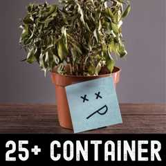 25+ Container Gardening Mistakes That Will Kill Your Plants