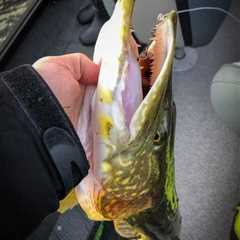 Northern Pike Teeth (Interesting Fish Facts)