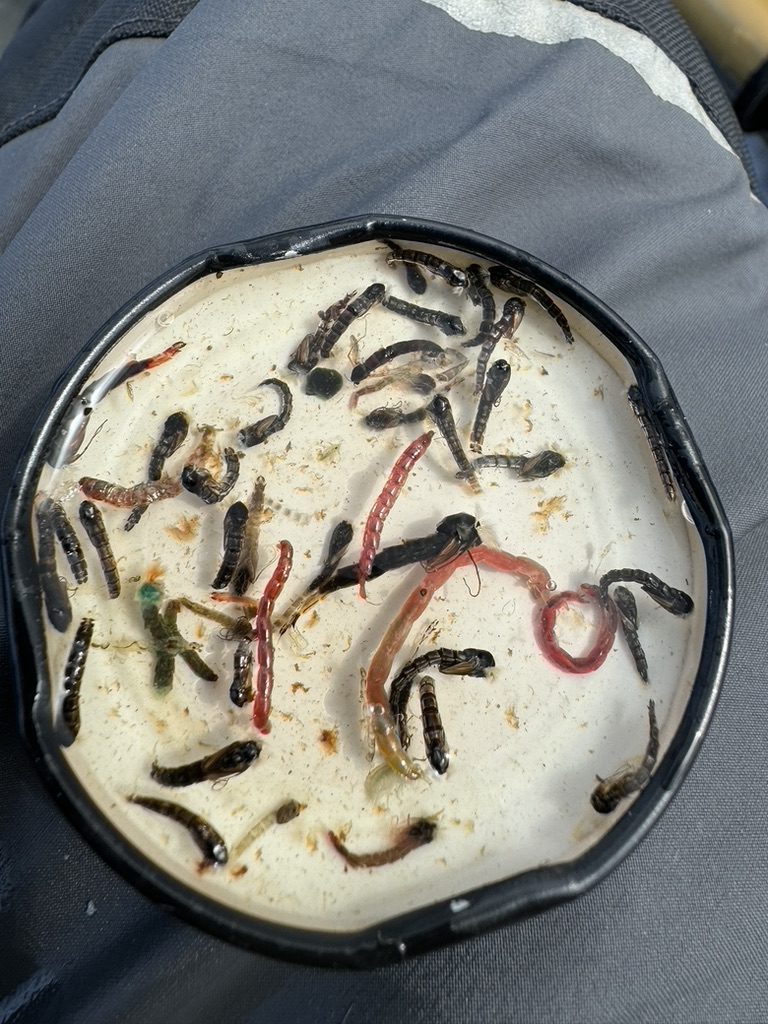 Interior_BC_Lakes_flyfishing_rainbow_stomach_pump_chironomids_bloodworms_May'24