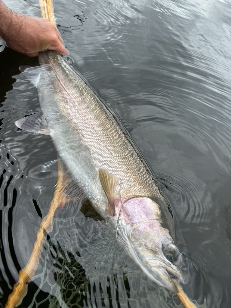 BC_Interior_Lake_fishing_fly_Penask_Rainbow_May'24