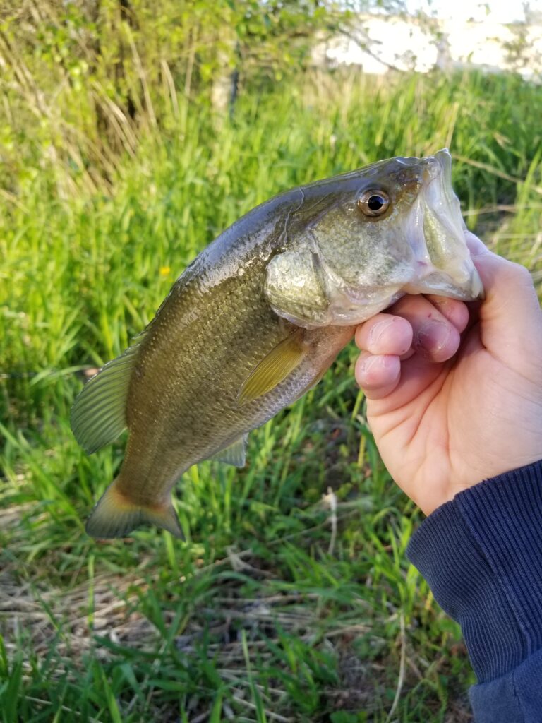 Local_lakes_fishing_bass_May'24