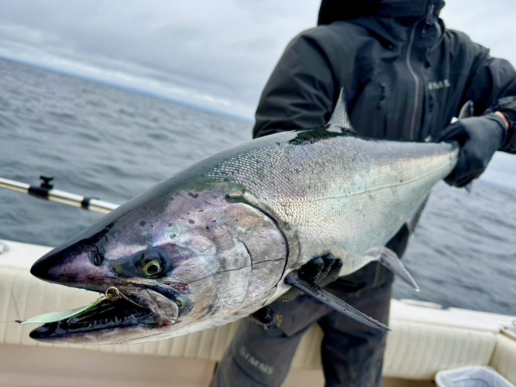 Local_saltwater_chinook_release_May'24