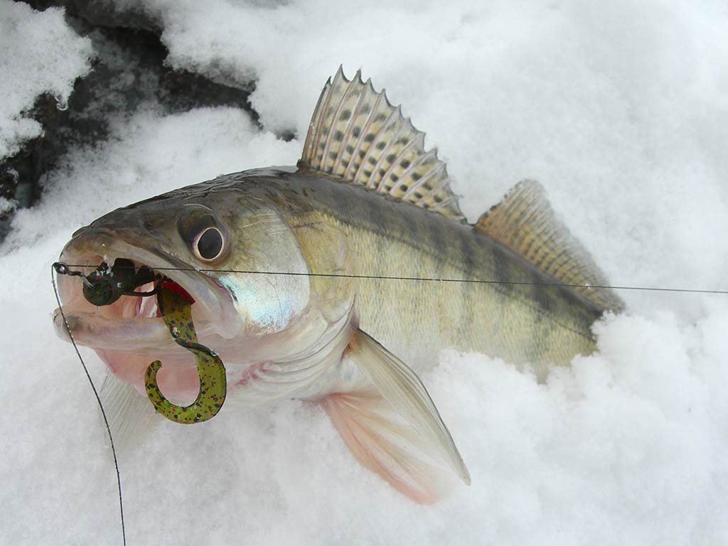 A closeup of a Walleye poking out of the ice having been caught with a drop shot rig that's still visible in its mouth
