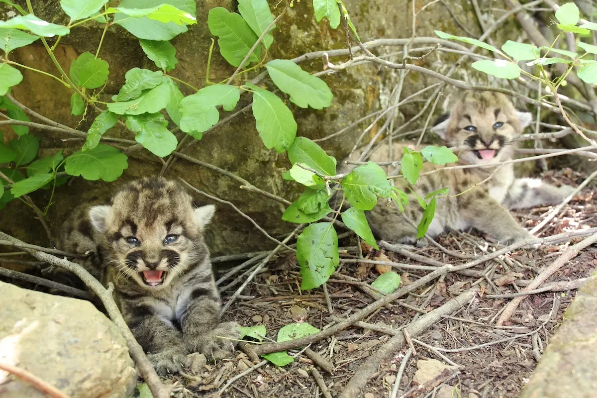 mountain lion kittens California