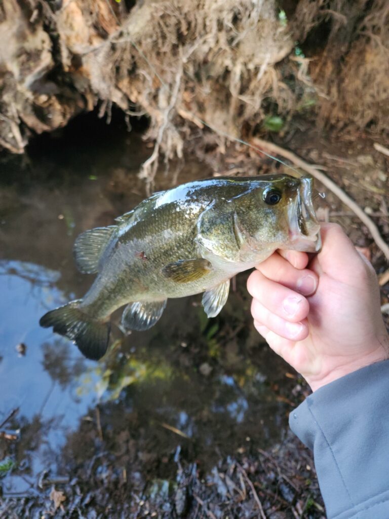 local_lakes_bass_fishing_June'24