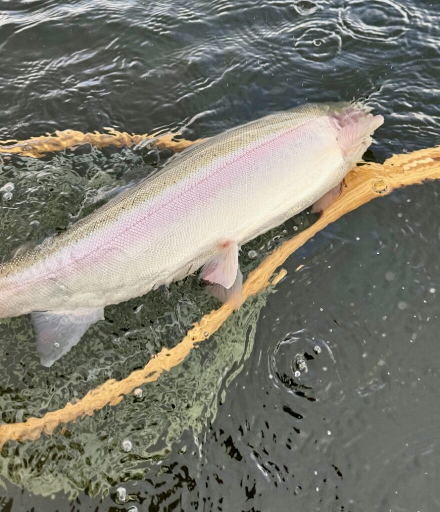 Fly_fishing_Interior_lakes_Pennask_Rainbow_June'24