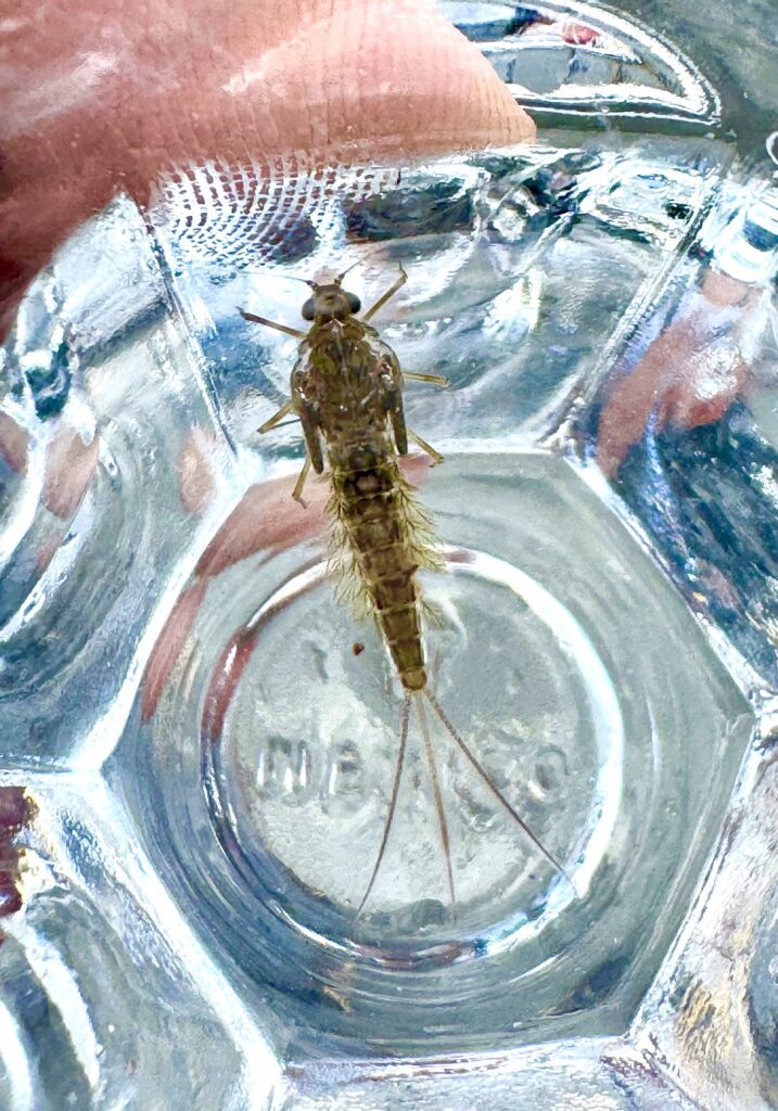 Fly_fishing_Interior_lakes_mayfly_nymph_June'24