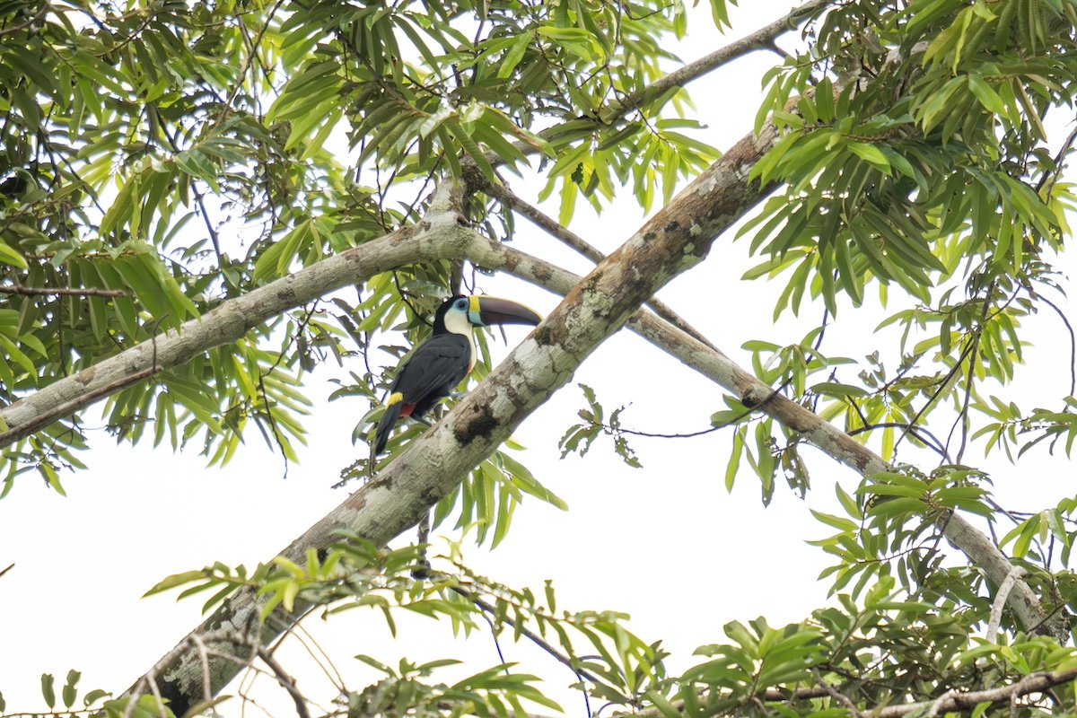 toucan real-life jungle cruise