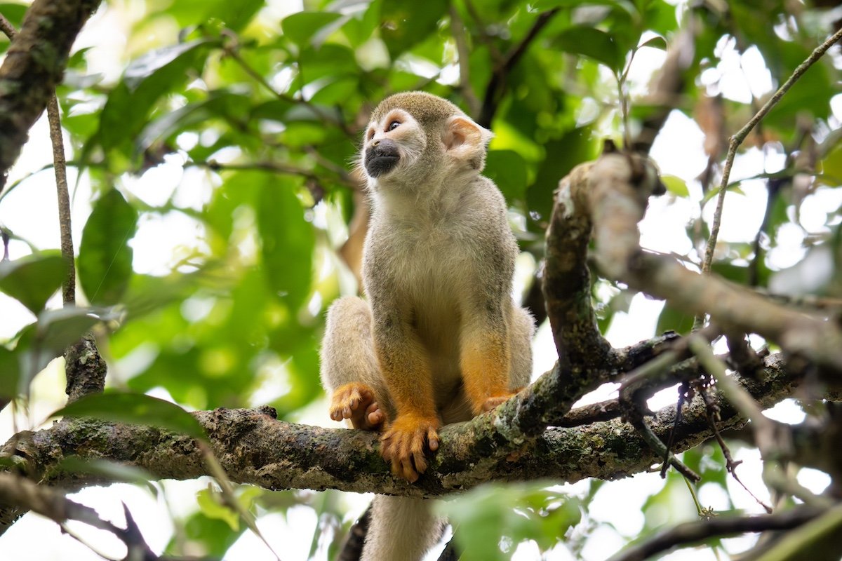 spider monkey real-life jungle cruise