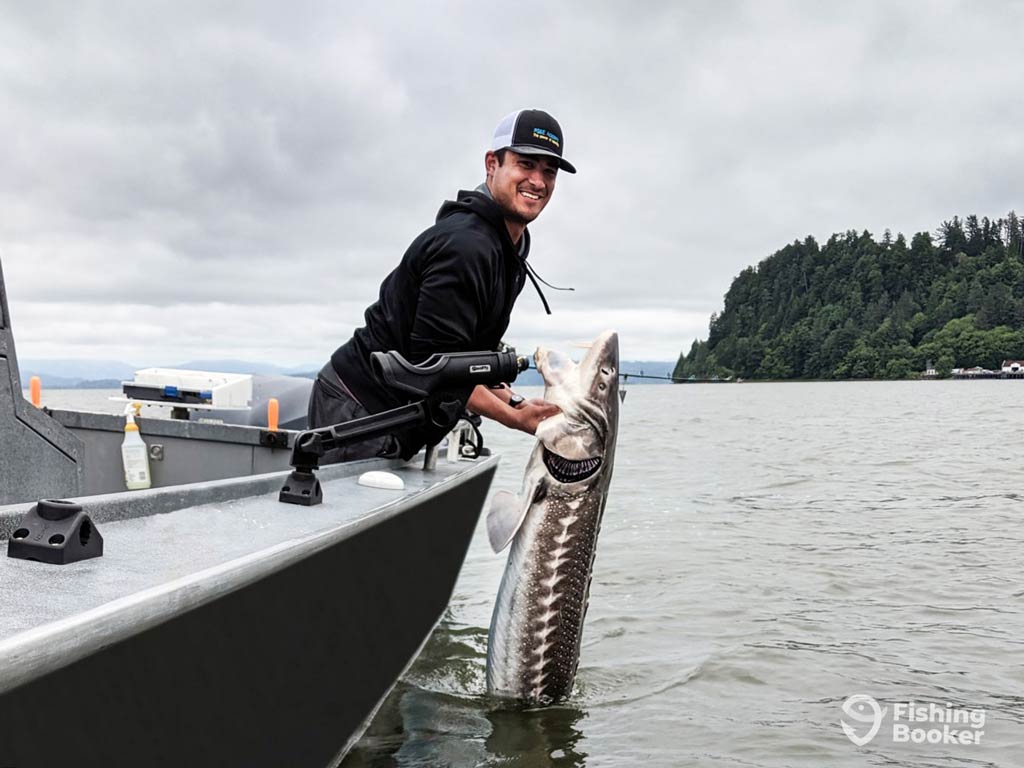 A photo of a proud angler leaning over the side of a boat while struggling to hold a big Sturgeon with both hands that was caught during a Fourth of July fishing trip; 