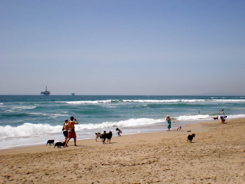 A photo featuring one of the most popular beaches in Huntington Beach in California called Dog Beach. The photo shows several dogs walking on the sandy shoreline with their owners during summer