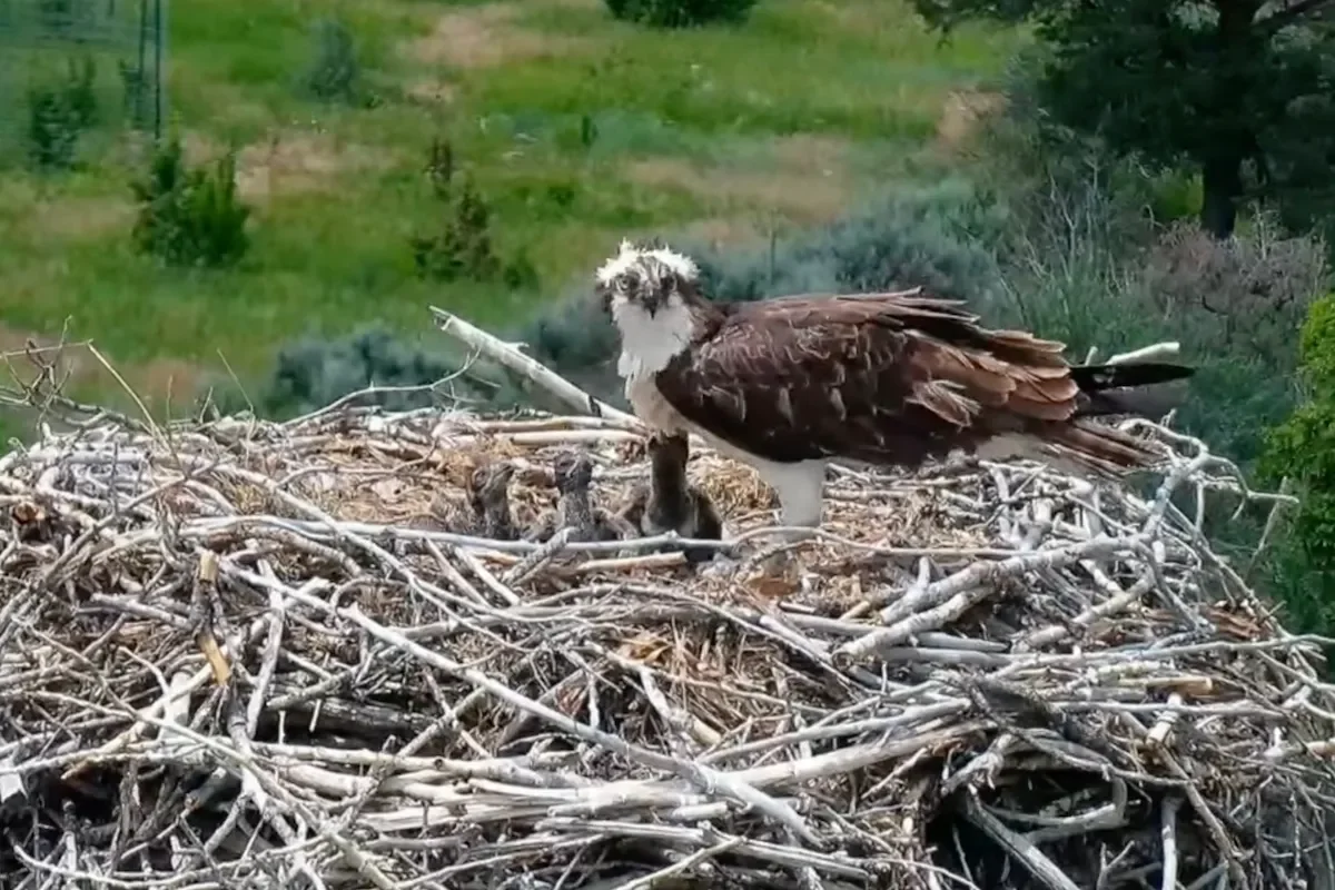 baby osprey live cam