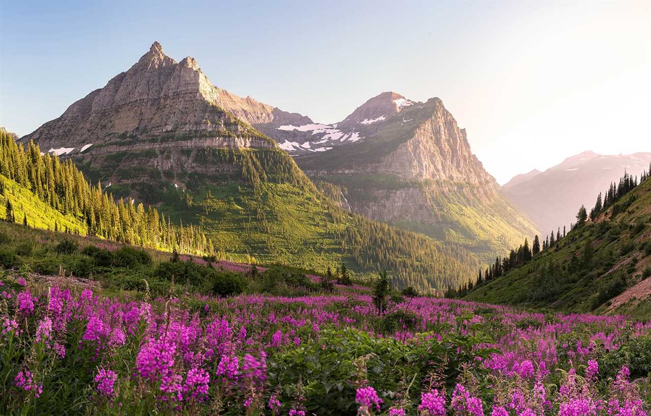 Mountain vista with wildflower in foreground.