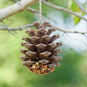 pin cone camping crafts for kids