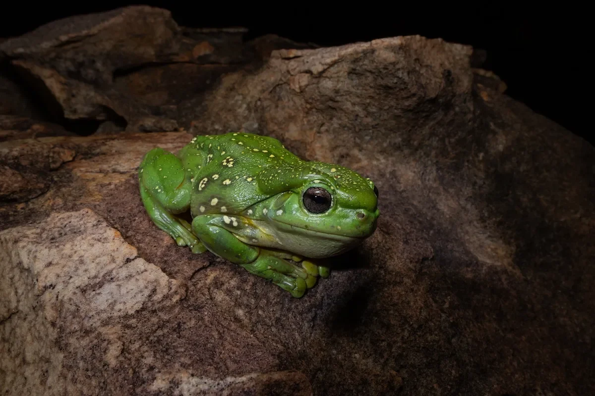 magnificent tree frog green