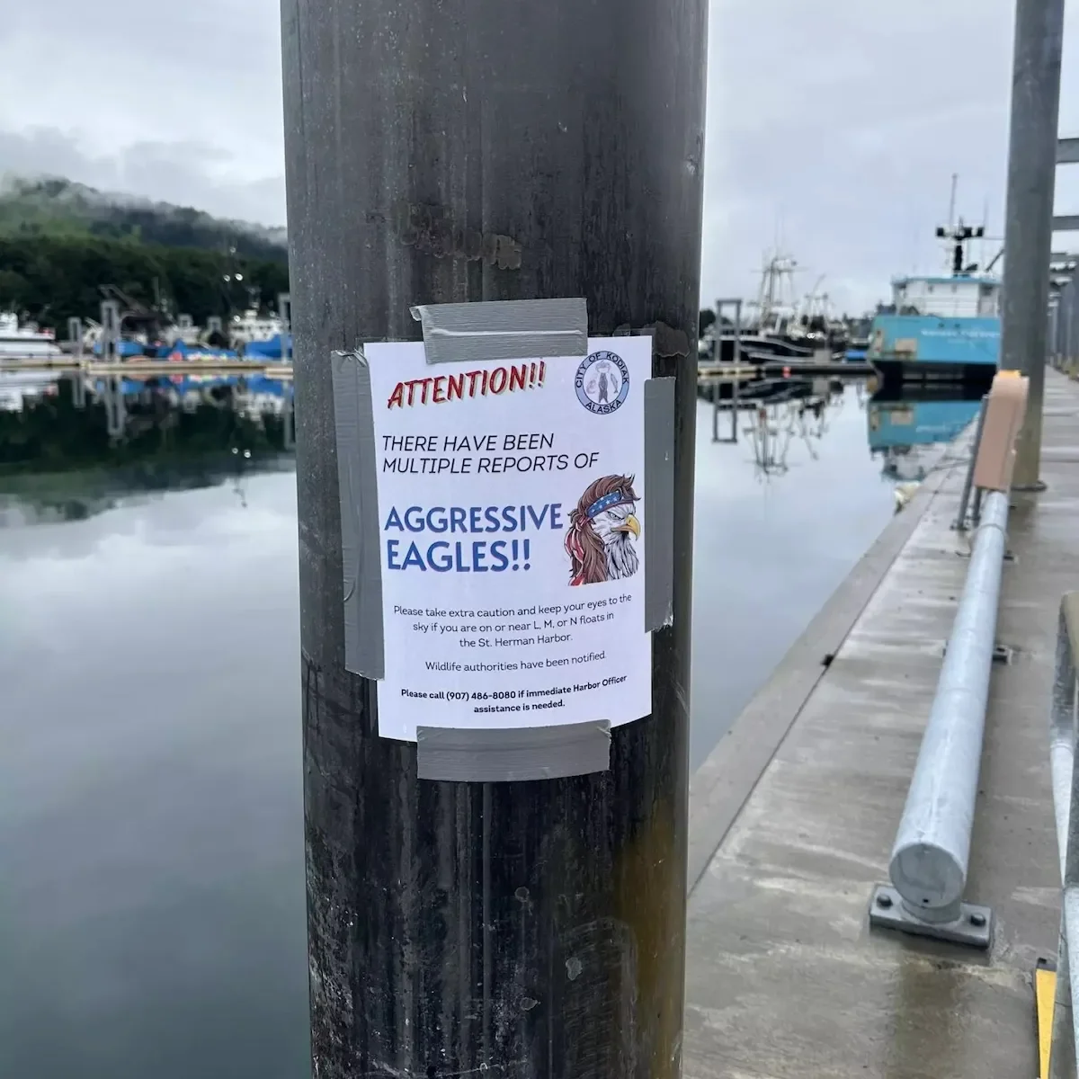 There’s an Aggressive Bald Eagle Attacking People in Kodiak