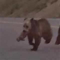 WATCH: Grizzly Bear Family Fights over a Meal in Viral Video