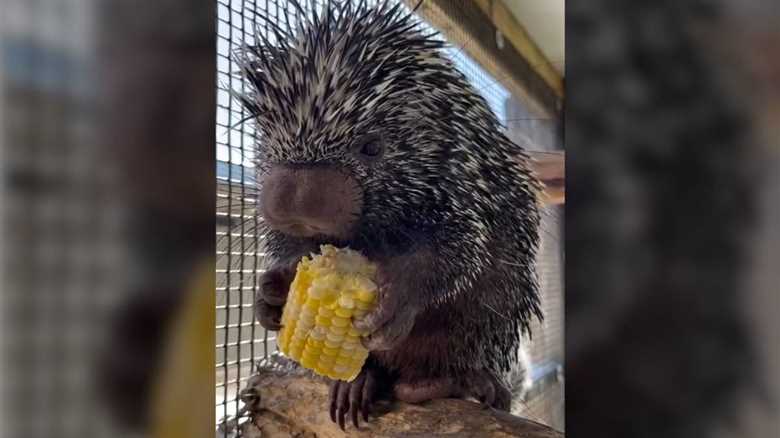 Have You Ever Seen a Porcupine Eating Corn on the Cob?