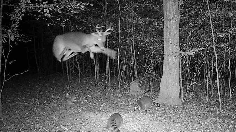 ‘Oh F**k, a Flying Buck’: Deer Leaps Over Raccoons on Trail Cam