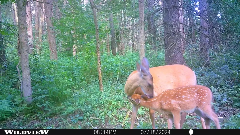 doe and fawn