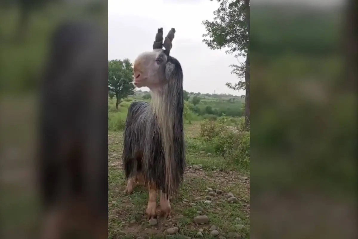 What in the World Is This Animal? Reddit Weighs in