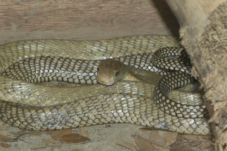 new king cobra species