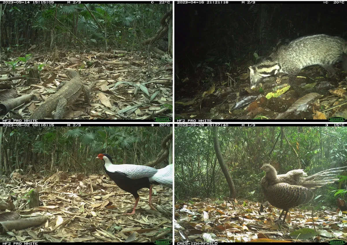 Trail Cam Spots Extremely Rare Forest Animals in Vietnam