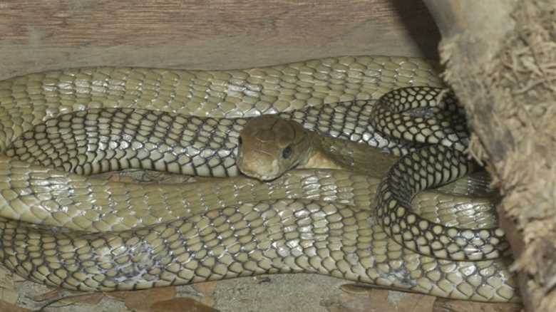 Scientists Discover New Large, ‘Dangerously Venomous’ Snakes