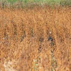 Thanksgiving Challenge: How Many Turkeys Are in This Field?