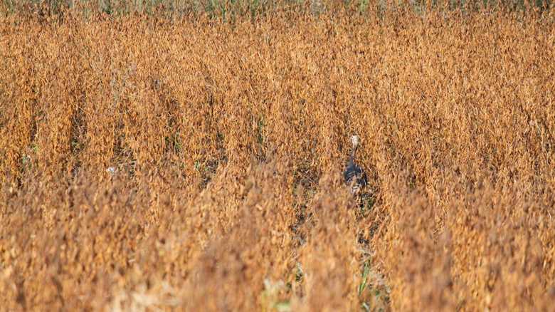 Thanksgiving Challenge: How Many Turkeys Are in This Field?