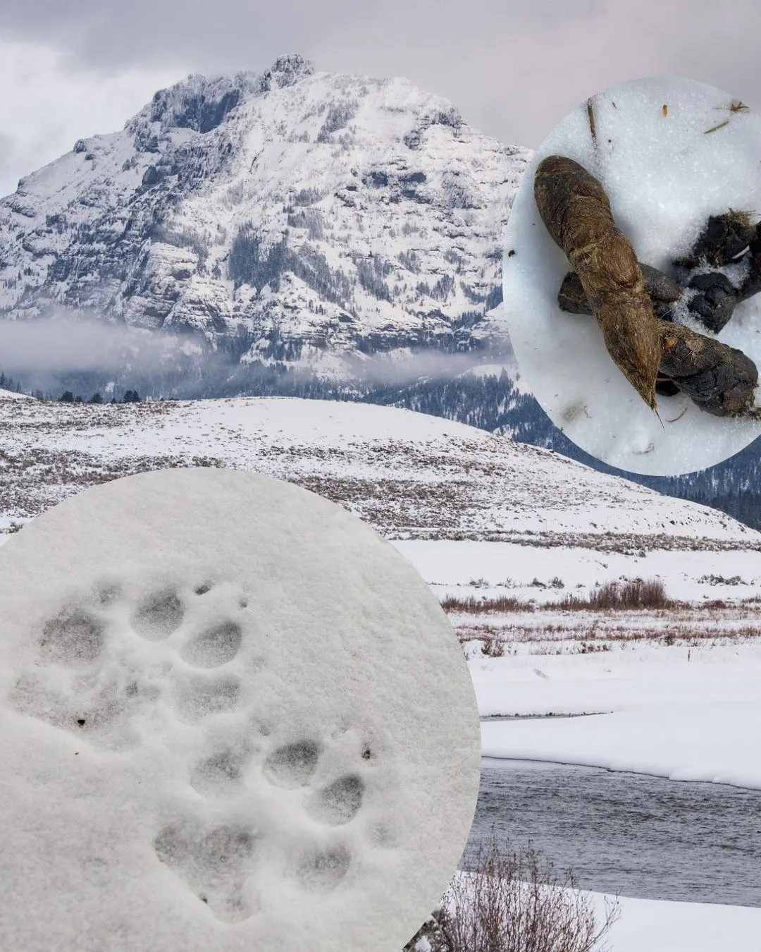 ‘Who Pooped in the Park?’ Can You ID the Poo From Yellowstone?