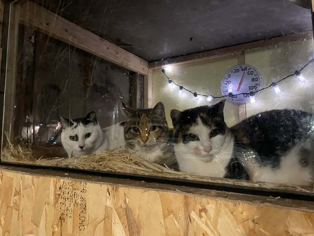 A Feral Cat Family in Minnesota Has Gone Viral—Here’s Why