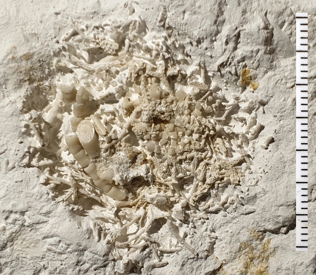 fossilized vomit copy