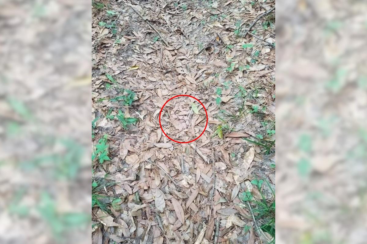 find the copperhead snake answer