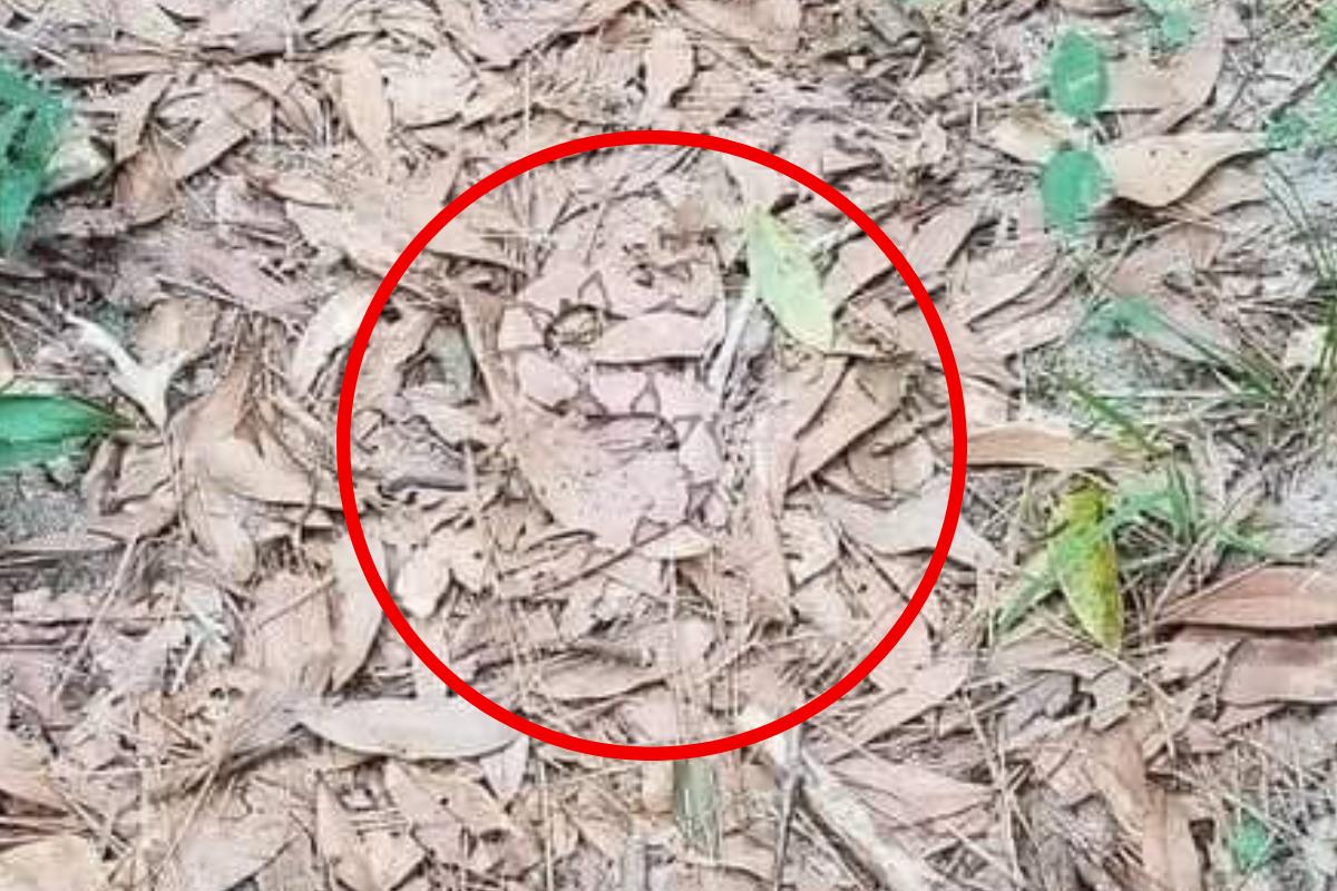 find the copperhead snake answer 2