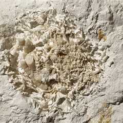 Scientists Found Fossilized Vomit—Here’s Why They’re Excited