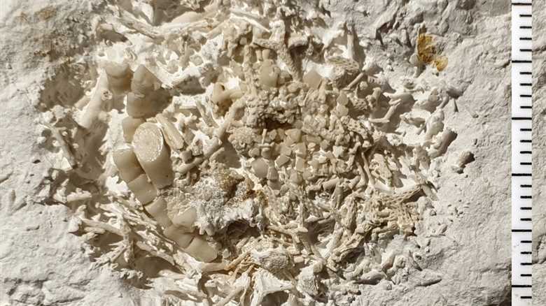 Scientists Found Fossilized Vomit—Here’s Why They’re Excited