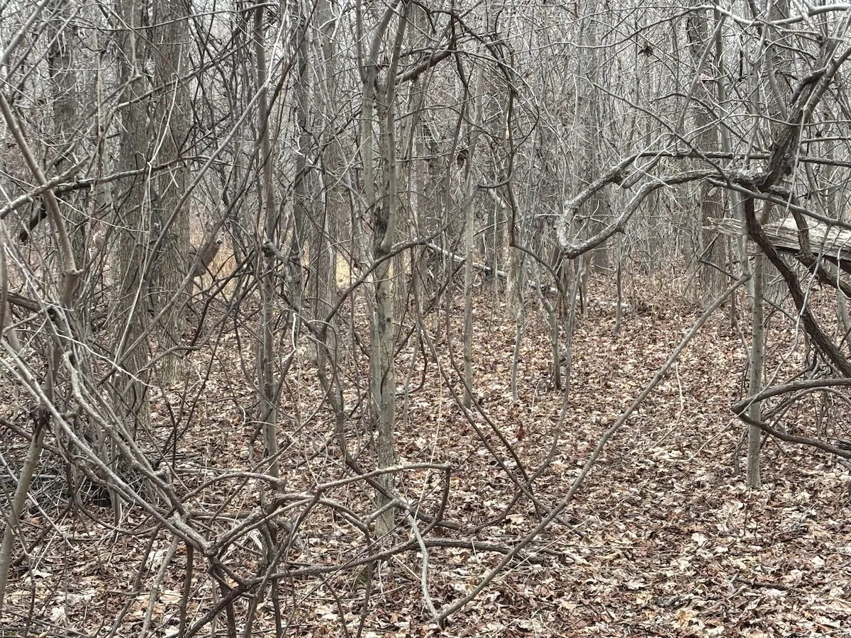 Can You Find All THREE Deer in This Photo?