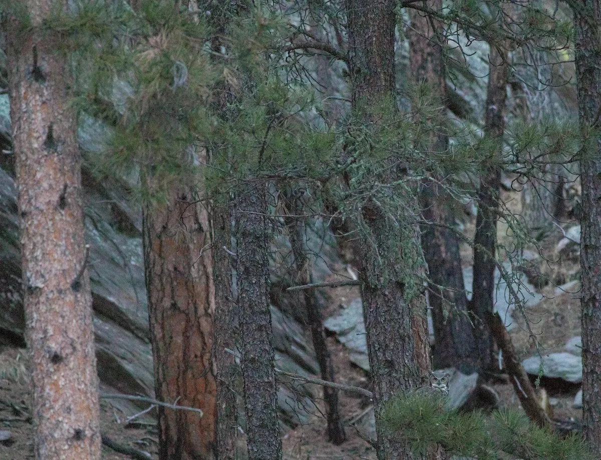 There’s a Great Horned Owl Staring at You. Can You Find It?