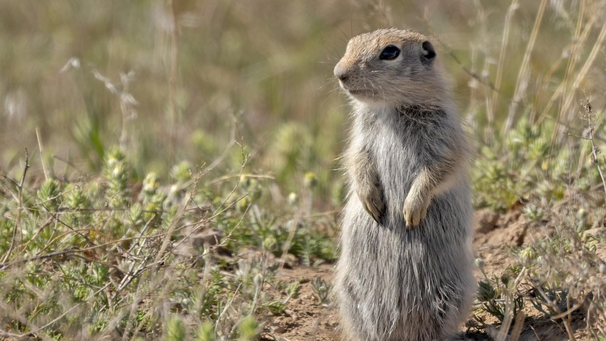 new squirrel idaho