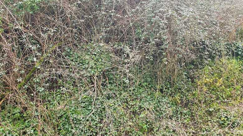 The Lynx in This Photo Is So Hard to Spot. Can You Find It?