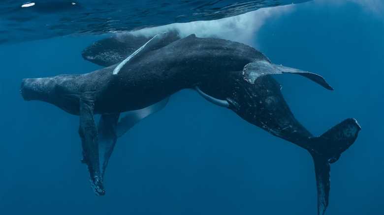 Humpbacks Observed Mating for the First Time—But Wait, There’s More