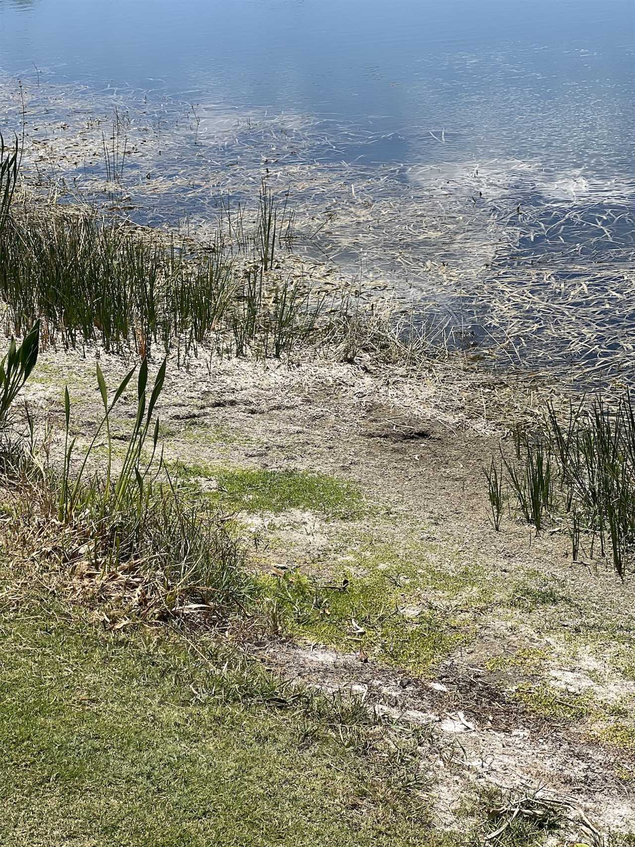 find the gator